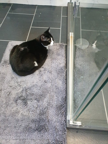 Cat chat thread we've lost count