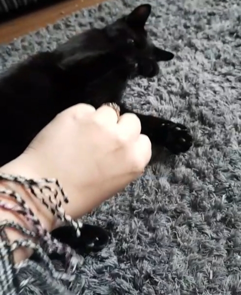 My cat has died