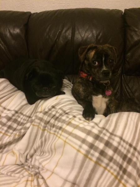 Considering getting a pug puppy - any advice?