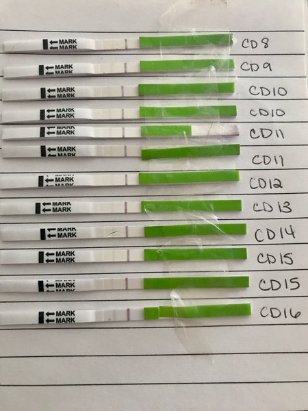 10 days of positive OPKs - what is going on?
