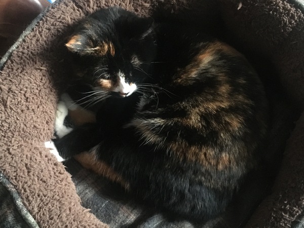 ‘Stray cat’ advice