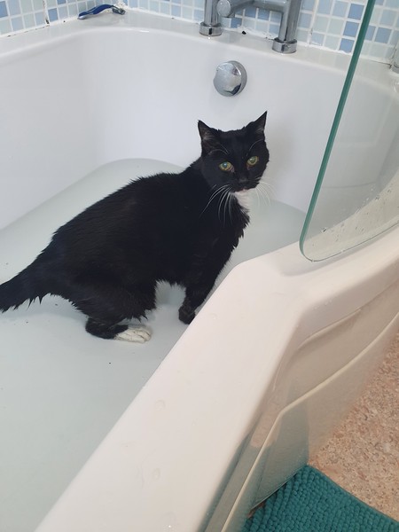I’m finally going to get a cat!