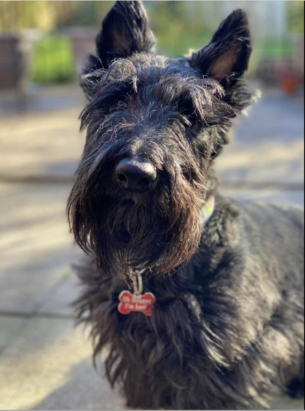 Let’s have a pet picture thread