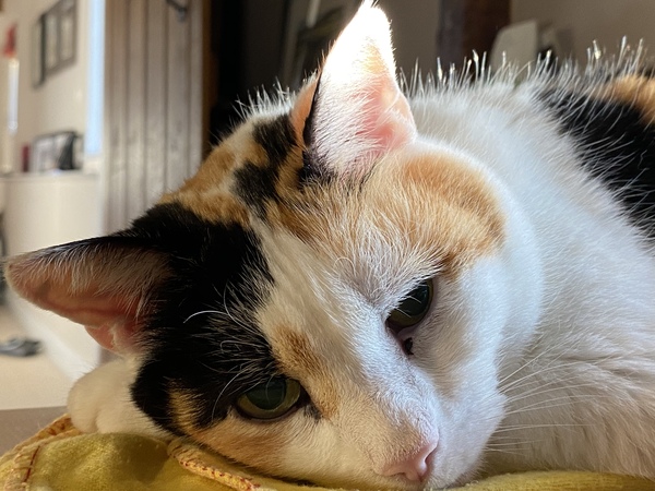 Show me your rescue cat, pleeease!