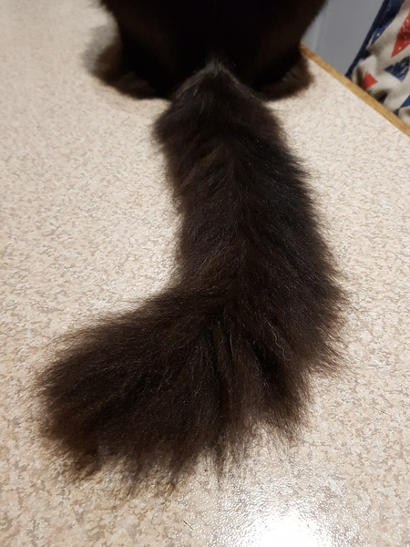 Cat chat thread we've lost count