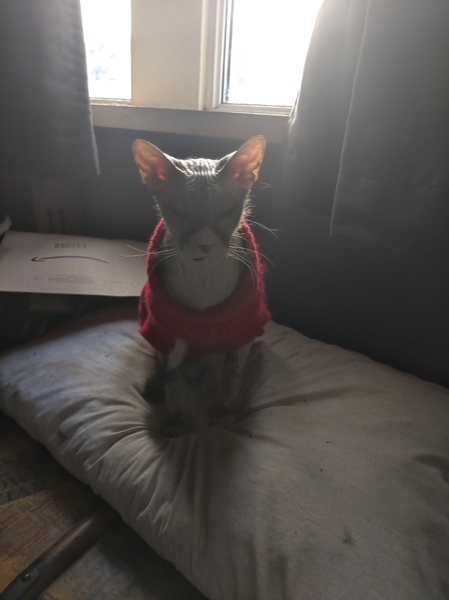 To have just bought a cat jumper. For my cat.