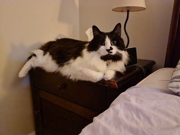 Show me your rescue cat, pleeease!