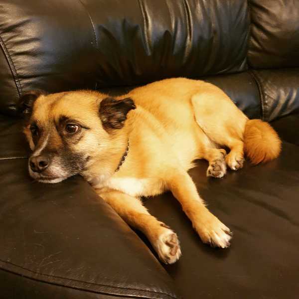 My dog is super cute and I think everyone deserves to appreciate her cuteness!