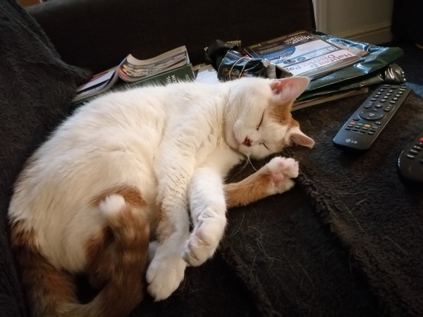 Let’s have a pet picture thread
