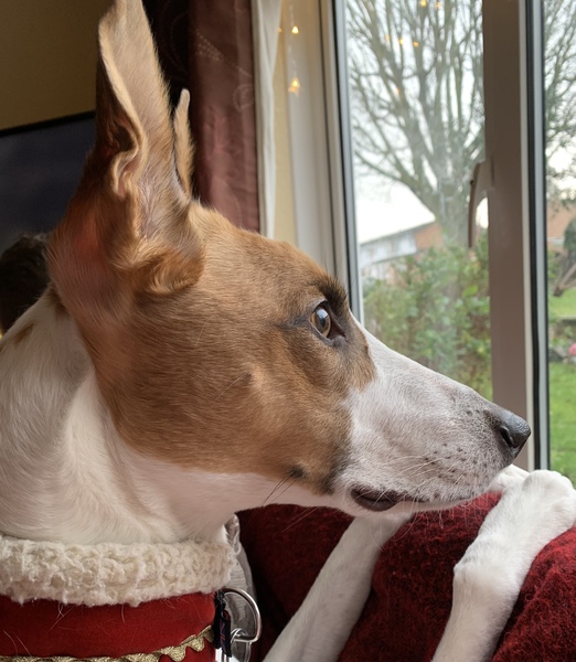 Any greyhound owners here?