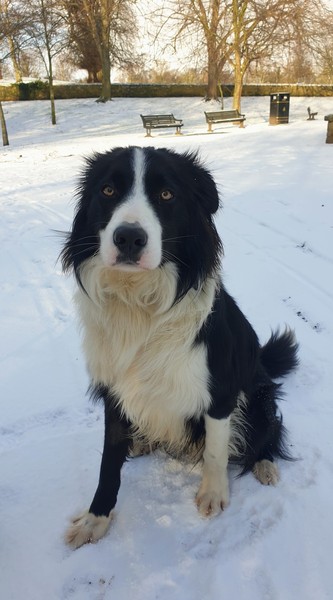 Atypical collie