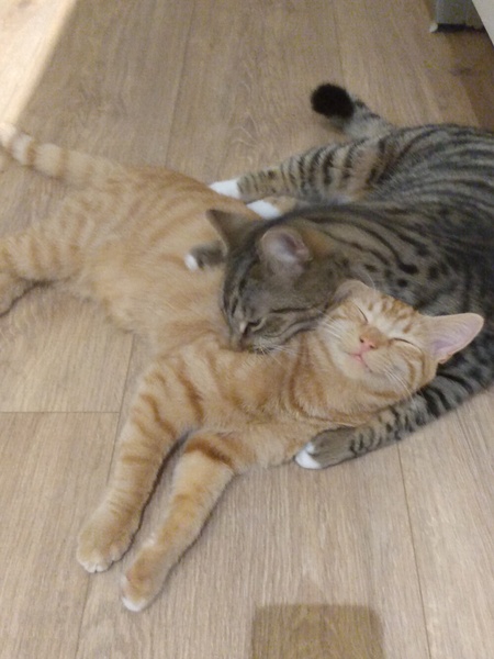 Cat chat thread the umpteenth - the Café is open all welcome