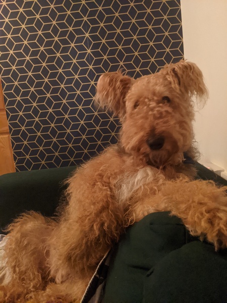 My dog is super cute and I think everyone deserves to appreciate her cuteness!