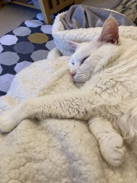 If my cat had AIBU...