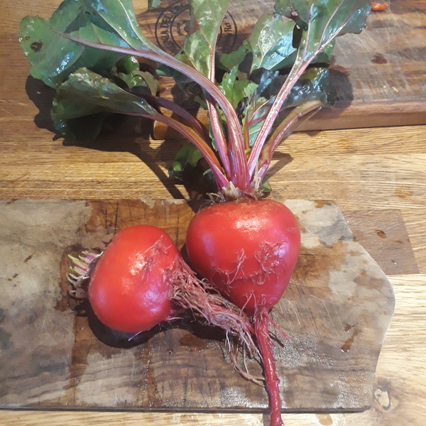 Allotment/Veg Patch Thread 16  Weather weirdness prevails !