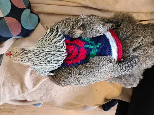 To have just bought a cat jumper. For my cat.