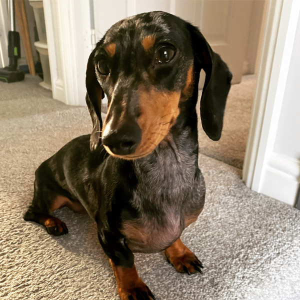 Dachshund names?