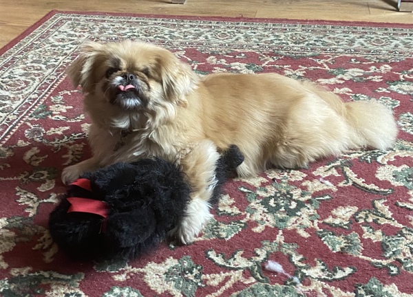 Let’s have a pet picture thread
