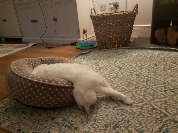Show me your rescue cat, pleeease!