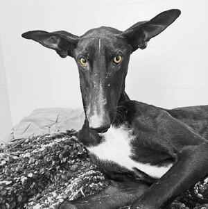 First time potential dog owners - choosing a breed