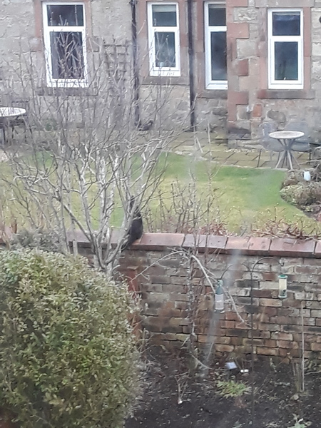 Letting my cats out for the first time - scared!