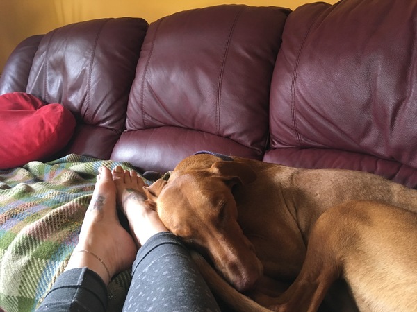 Any greyhound owners here?