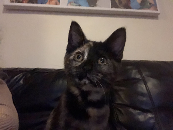 What age/size was your kitten spayed?