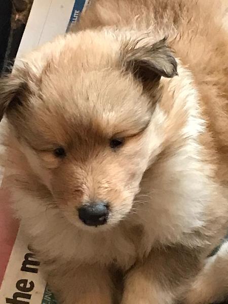 Rough Collie Puppy name