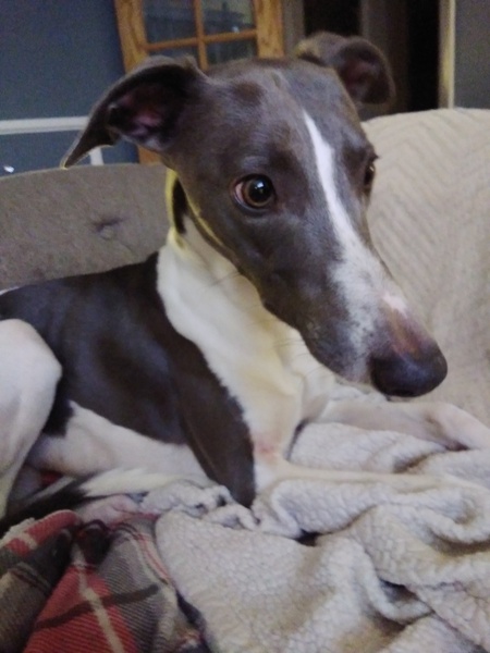Talk whippets with me!