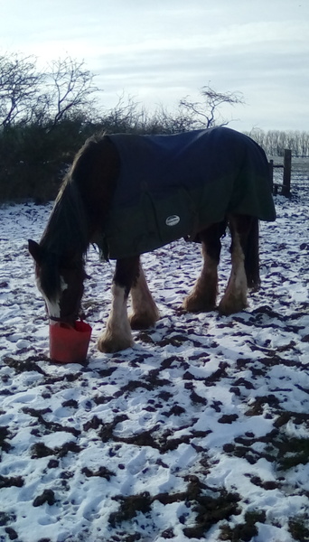Snow Photos