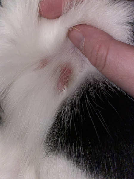 Can anybody help? What’s this on my cat’s skin?