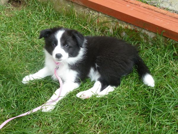 Let's see your collie puppies!