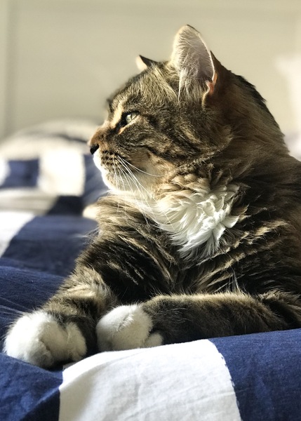 Advice on 3 hour journey with our big 8kg cat