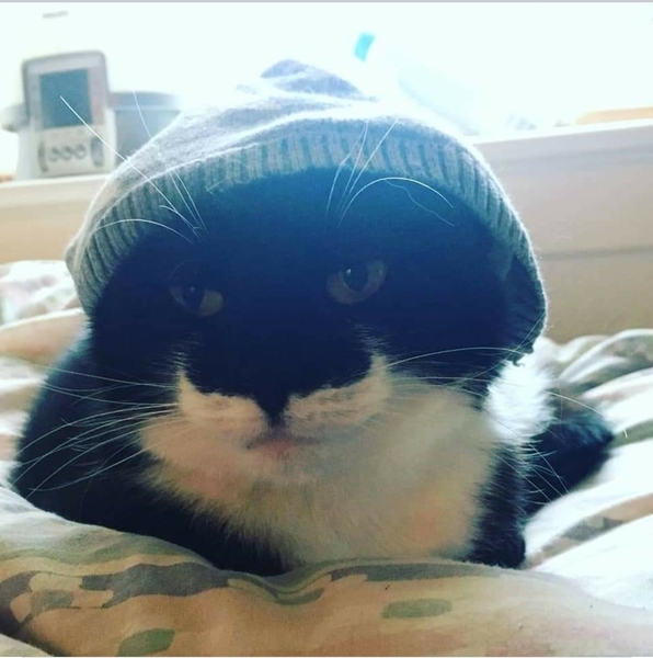 Show me your rescue cat, pleeease!