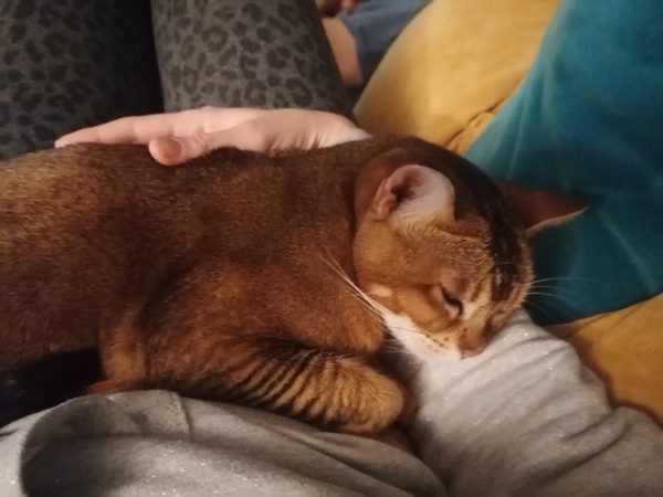 Show me your rescue cat, pleeease!