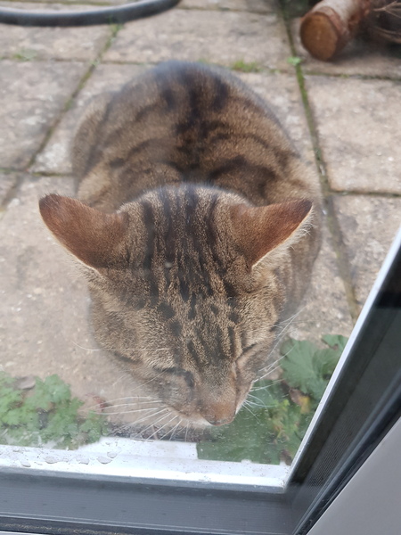Thug cat part 3.  Unbidden guests are often welcomest when they are gone.