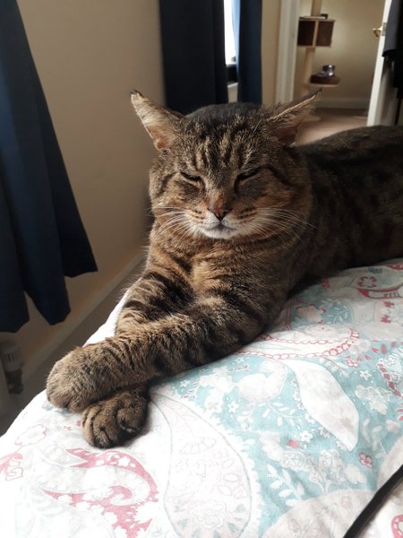 Cat chat thread we've lost count