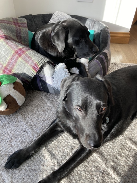 Tell me about your dog's quirks