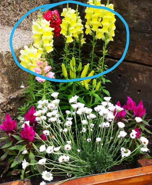 Any keen gardeners that can identify this plant /flower?