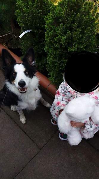 Atypical collie