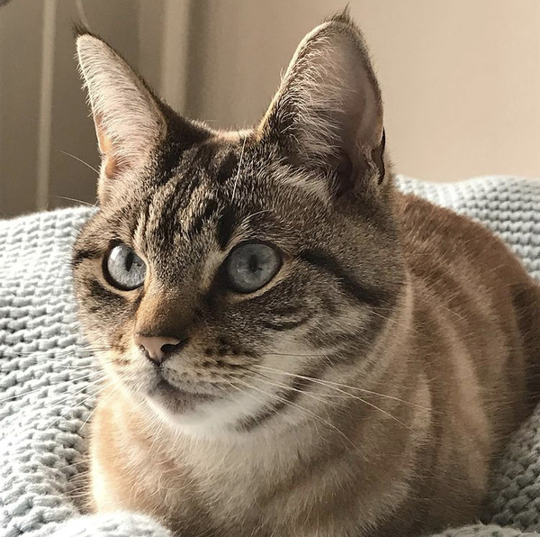 Let’s have a pet picture thread