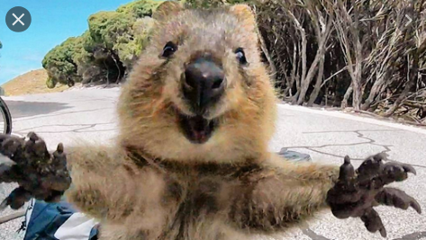 Bunbury’s Eighth- Sealion training for beginners