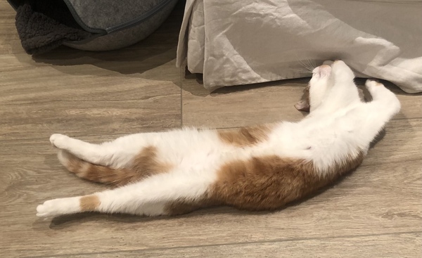 Show me your rescue cat, pleeease!