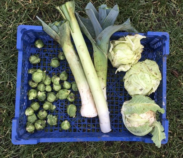 Allotment/Veg Patch Thread 16  Weather weirdness prevails !