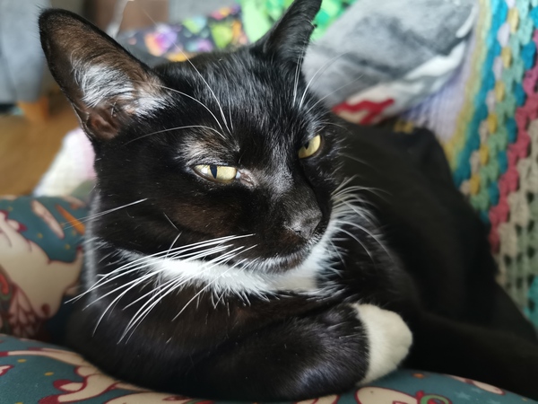 If my cat had AIBU...