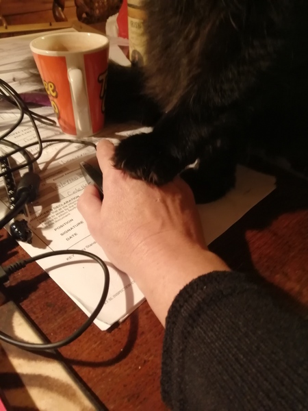 To all of our cats, thanks for helping us through lockdown!