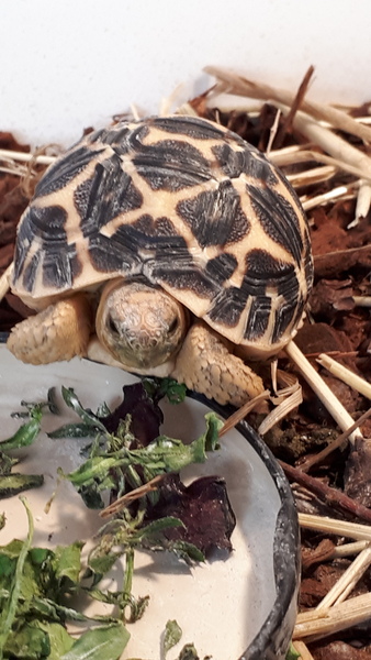 ADs picnic in the park with Twinkle the Tortoise
