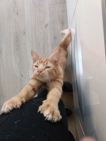 Let’s have a pet picture thread