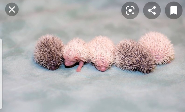 I just spent the night nursing a cushion tassel thinking it was a baby hedgehog