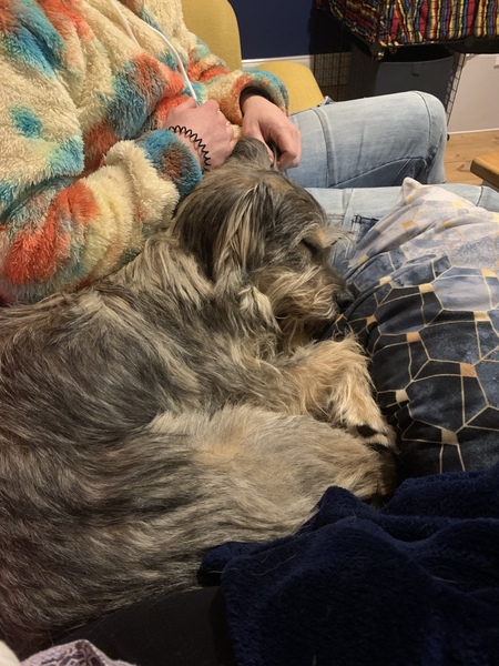Day in a  life of your dog?